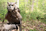 Great Horned owl in the woods