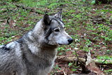 Gray timber wolf in natural habitat