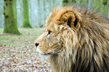 Close up Profile of Male Lion