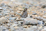 White-spotted Beak butterfly (Libythea narina rohini)
