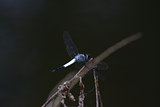 male Sombre Lieutenant dragonfly (Brachydiplax sobrina)