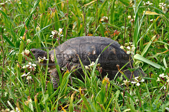 turtle among blooming flowers