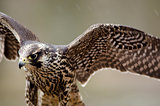 Young Merlin, Falco columbarius