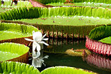 Water-lily, Nenuphar