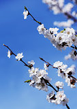 Blossoming cherry on a background of blue sky