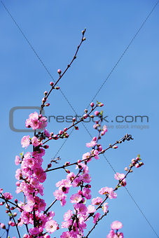Pink cherry  japanese blossom
