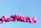 blooming  japanese cherry on blue sky background