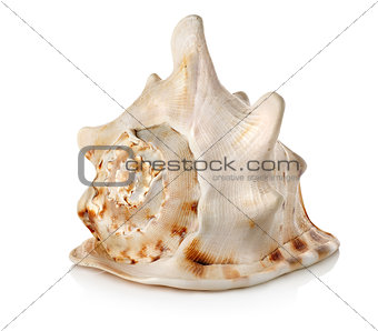 Big seashell isolated