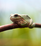 Closeup Green Tree Frog