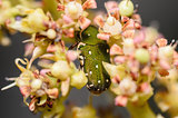 Green bug in the flower