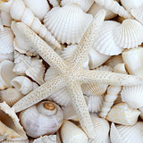 Starfish Beauty