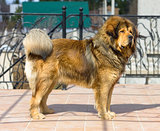 Portrait of a Tibetan Mastiff