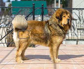 Portrait of a Tibetan Mastiff