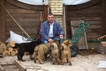 Man with puppies breed Tibetan Mastiff