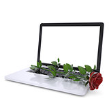 Red rose on a laptop