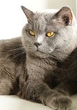 gray cat with orange eyes - "British Blue"
