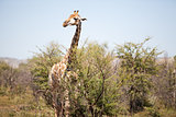 An alert giraffe in the bushveld