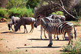 Zebra and wildebeest grazing near a waterhole