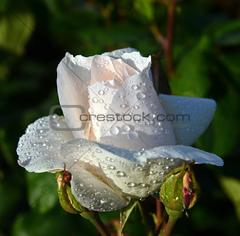 white roses with water drops 