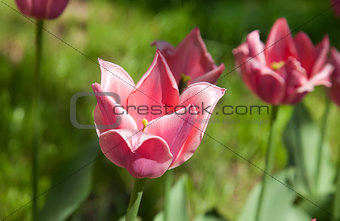 Pink tulip close view