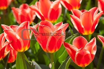 Scarlet tulips