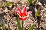 Single scarlet tulip