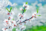 cherry tree in blossom 