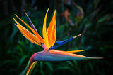 Bird of Paradise Plant in Full Bloom