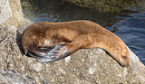 Monterey Bay Sea Lion