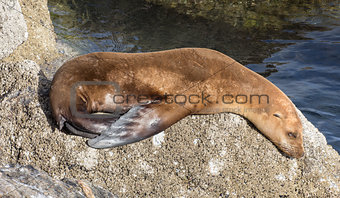 Monterey Bay Sea Lion
