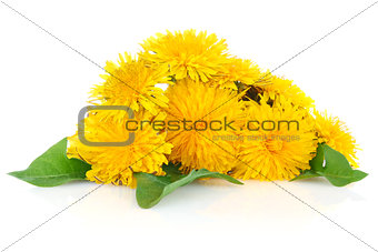 dandelion with green leaves