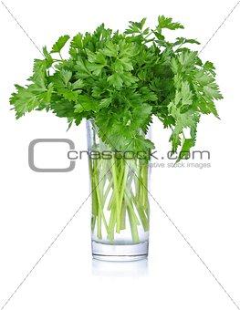 fresh bunch parsley in glass