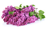 bouquet light violet lilac