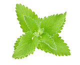 fresh green leaf of melissa