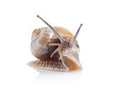 garden snail (Helix aspersa)