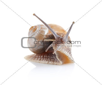 garden snail (Helix aspersa)