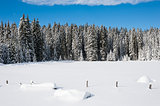 Snow covered meadow with trees in the background