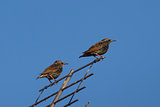 starling (sturnus vulgaris) 