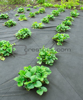 Strawberry bed, covered spanbond