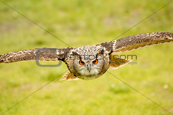 flying eagle owl 