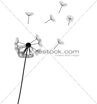 abstract dandelion background  vector illustration