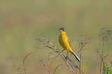 yellow wagtail warble 