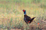 pheasant male 