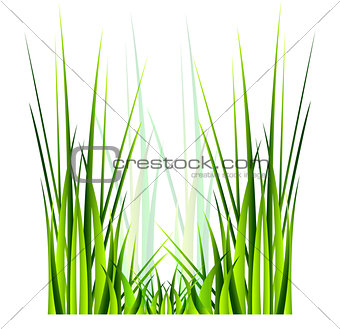 Vector green grass