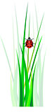 Vector ladybug in green grass