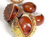 horse chestnuts