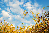 Golden wheat ears with blue sky over them. south Ukraine