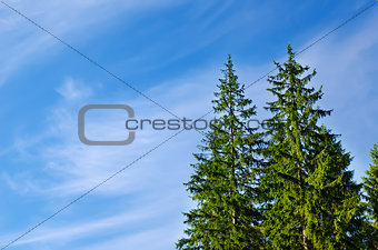pines under deep blue sky
