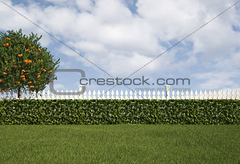 Garden with fence and hedge