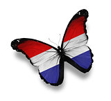 Netherlandish flag butterfly, isolated on white
